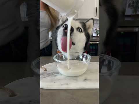How To Make Funfetti Ice Cream For Dogs! #shorts