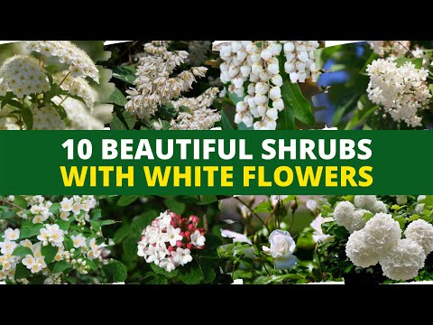 10 Beautiful Shrubs With White Flowers 🌼