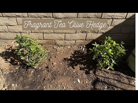 Planting a Fragrant Tea Olive Hedge 🌳🌿// Garden with Glamour