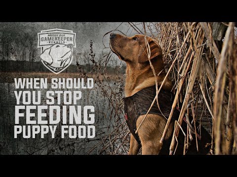 How Long Should Dogs Eat Puppy Food