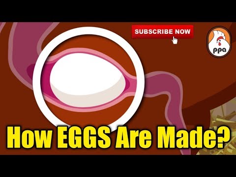 How EGGS Are Formed Inside The Chicken?