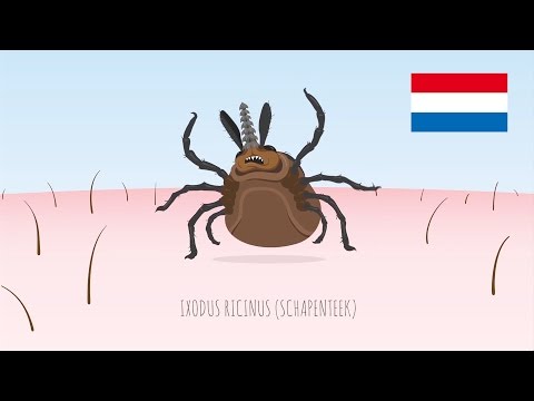 Alles over teken in Nederland: van voorkomen tot veilig verwijderen