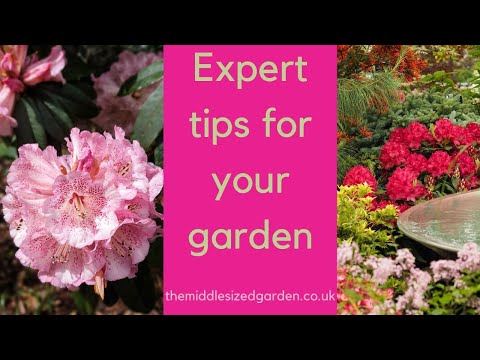 Growing rhododendrons - what you need to know