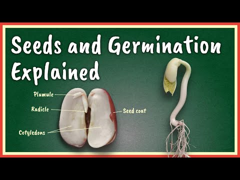 Seeds and Germination Explained