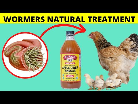 ELIMINATE WORMS IN CHICKENS BY ADDING APPLE CIDER VINEGAR INTO THEIR DRINKING WATER