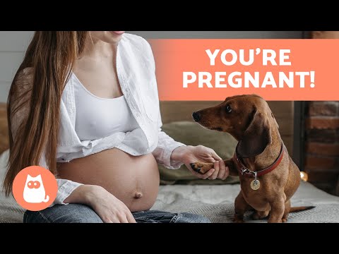 Can Dogs SENSE PREGNANCY in Humans? 🤰🏻🐶