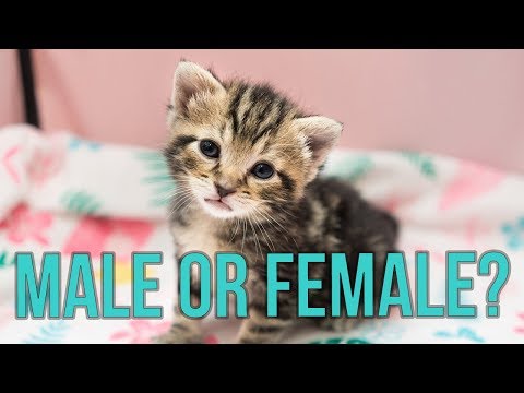 Male or Female? How to Tell the Sex of a Kitten!