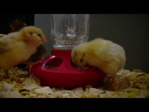 How Long to Keep a Brooder Lamp on Baby Chicks